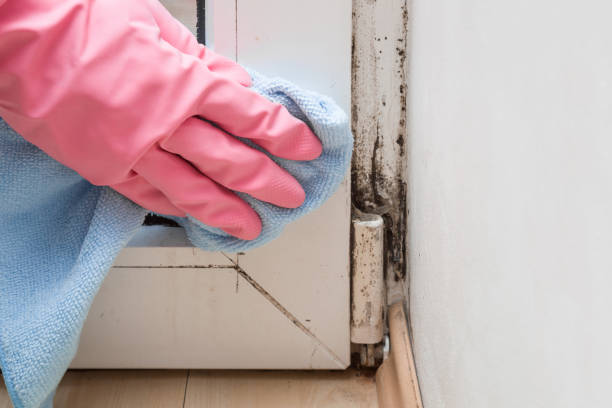 Carpinteria, CA Mold Remediation Company